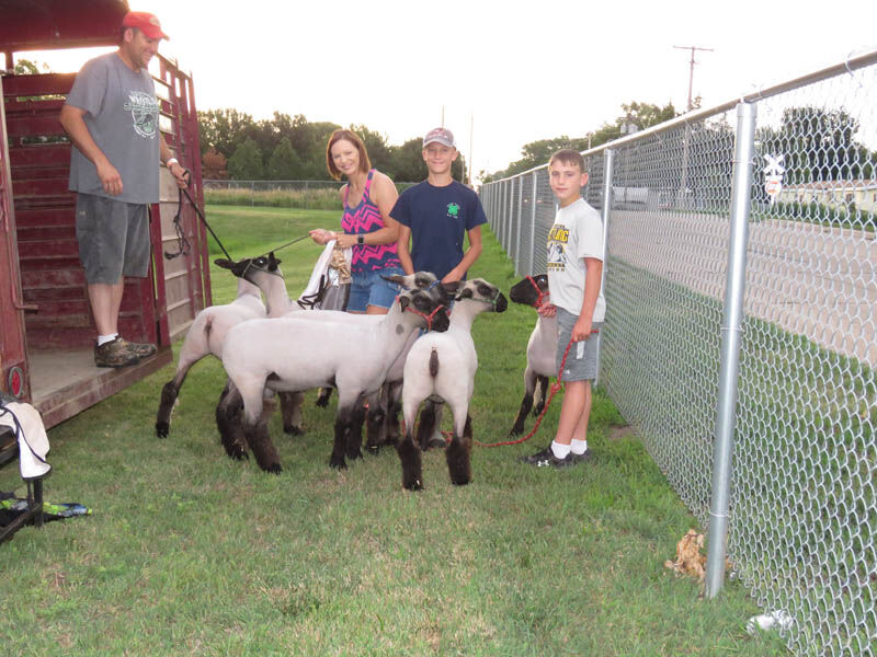 Sheep, unloading, Meier family, Elm Creek